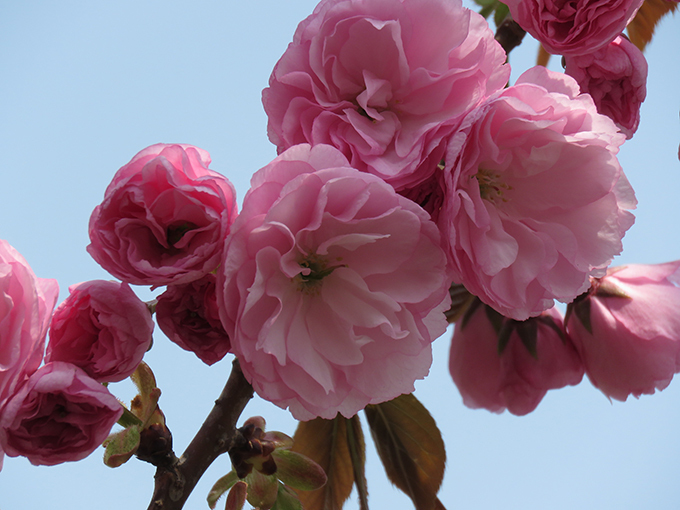 13八重桜.jpg