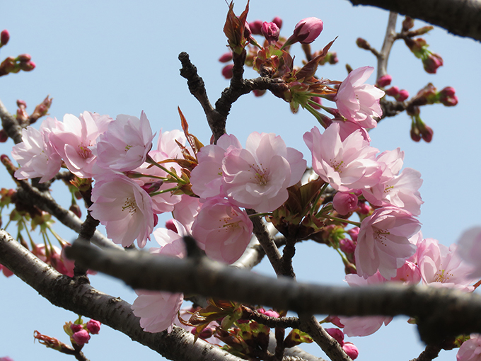 15八重紫桜.jpg