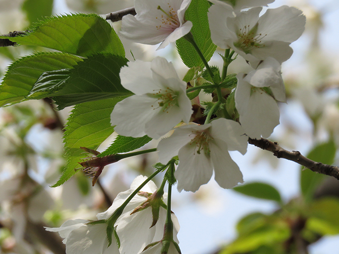 19大島桜.jpg