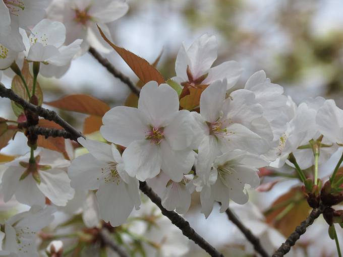 24山桜.jpg