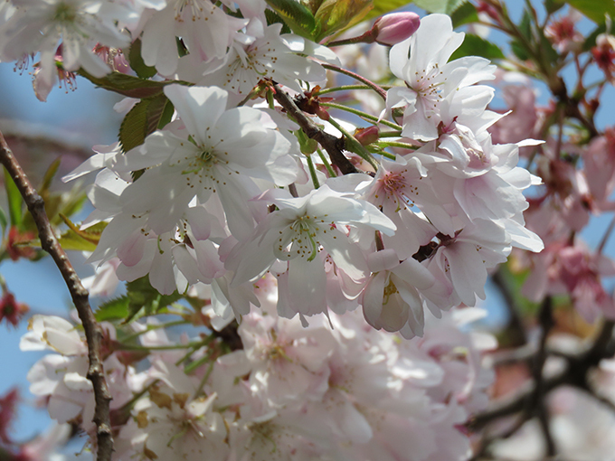6十月桜.jpg