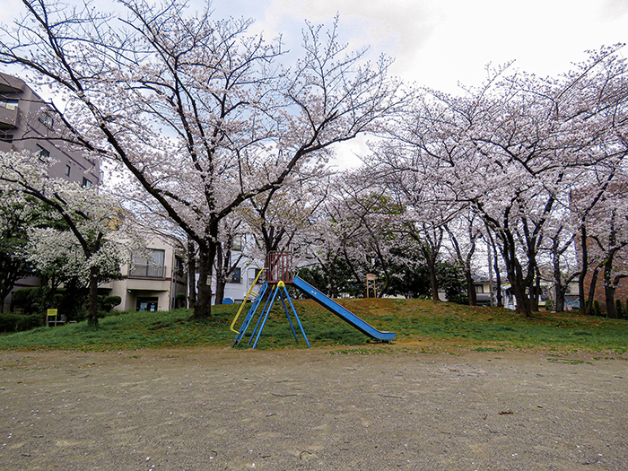 さくら3.jpg