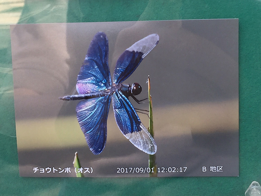 チョウトンボ.jpg