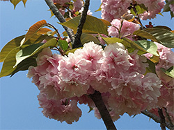 フゲンゾウ3.jpg