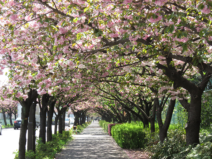 五色桜.jpg