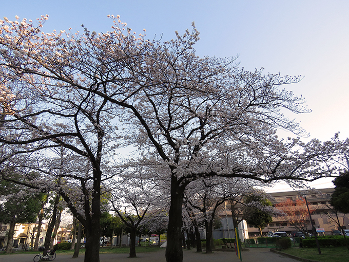 桜12.jpg