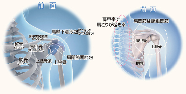 肩関節2.jpg