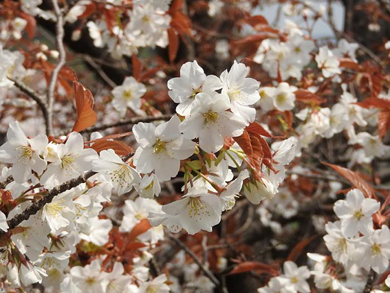 長崎1桜.jpg