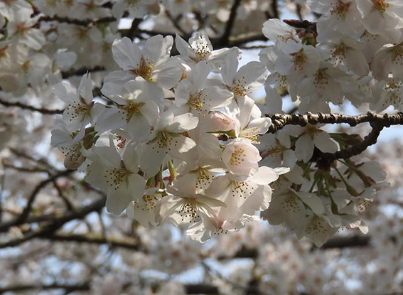 長崎2桜.jpg