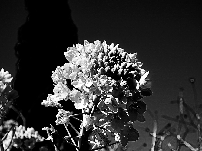 Lightroom白黒.jpg