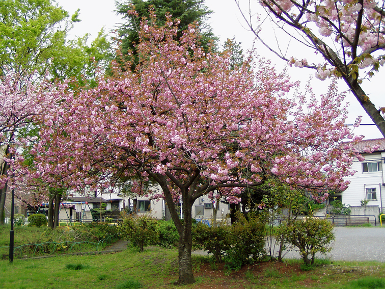 P1010005.jpg